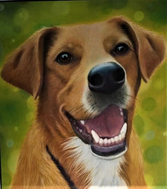 Portrait of Samu, a smiling tan and white dog