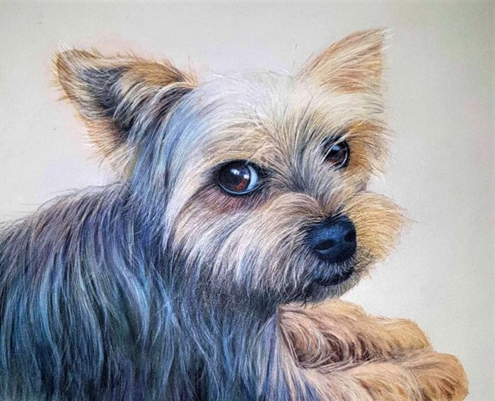 Coloured-pencil portrait of Scruffy, a Yorkshire terrier