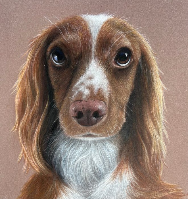Pastel portrait of a brown and white spaniel